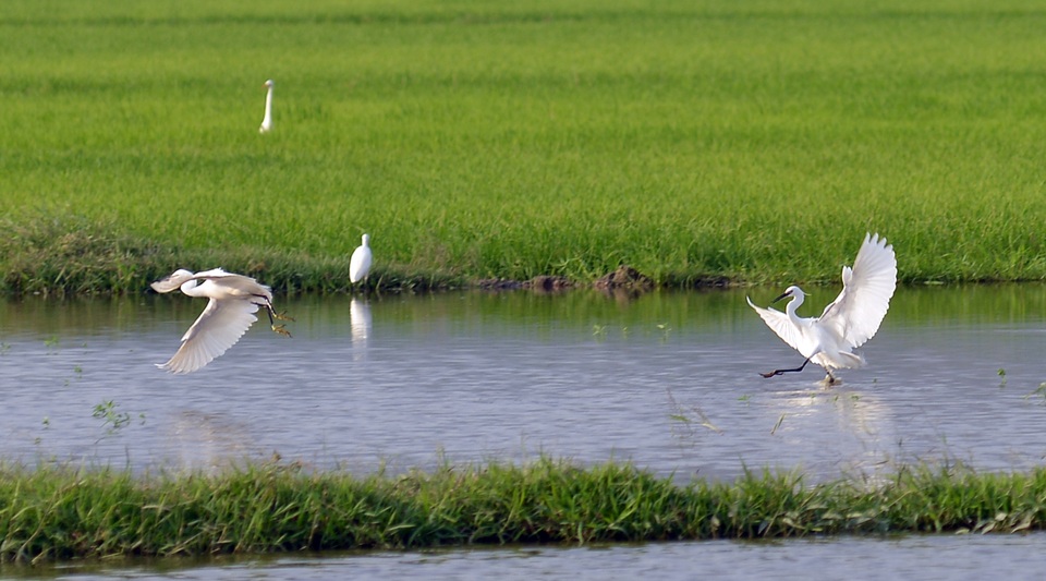 Chiêm ngưỡng đàn cò nhạn quý hiếm ở vùng Bảy Núi An Giang - 7 Chiêm ngưỡng đàn cò nhạn quý hiếm ở vùng Bảy Núi An Giang - 7