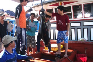 Vươn khơi xa, nghề cá gặp khó vì thiếu lao động