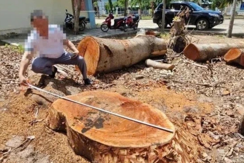 Bí thư thị ủy giải trình việc bán cây trong trụ sở phường - 2 Bí thư thị ủy giải trình việc bán cây trong trụ sở phường - 2