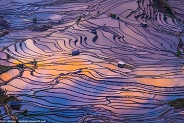 Ruộng bậc thang mùa nước đổ ở Trung Quốc đẹp như tranh