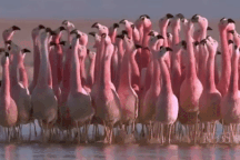 Công viên khổng lồ nơi loài chim quý "nhiều như gà con"