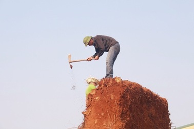 Dùng cưa máy, xà beng cắt tỉa 3 cây “quái thú”