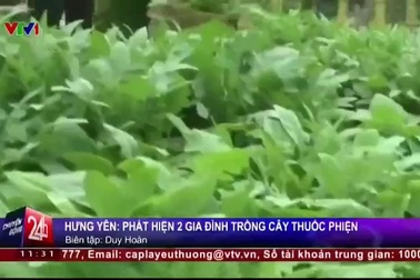 Bắt quả tang 2 gia đình trồng cây thuốc phiện tại nhà