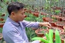 Làng hoa nhà giàu ven Hà Nội: Nông dân đi ôtô ra đồng, biệt thự mọc san sát