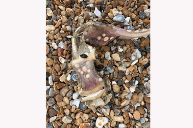 Sinh vật biển bí ẩn “có răng trên đuôi” xuất hiện tại Anh