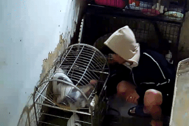 Hà Nội: Nam thanh niên bị tố đến ăn lẩu rồi "lén bắt trộm mèo tặng bạn gái"