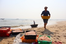 Trúng “lộc” biển cuối mùa, ngư dân Đà Nẵng thu tiền triệu mỗi ngày