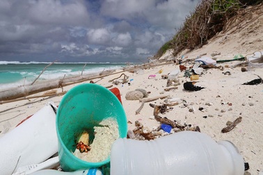 Ô nhiễm nhựa giết chết nửa triệu con ốc mượn hồn