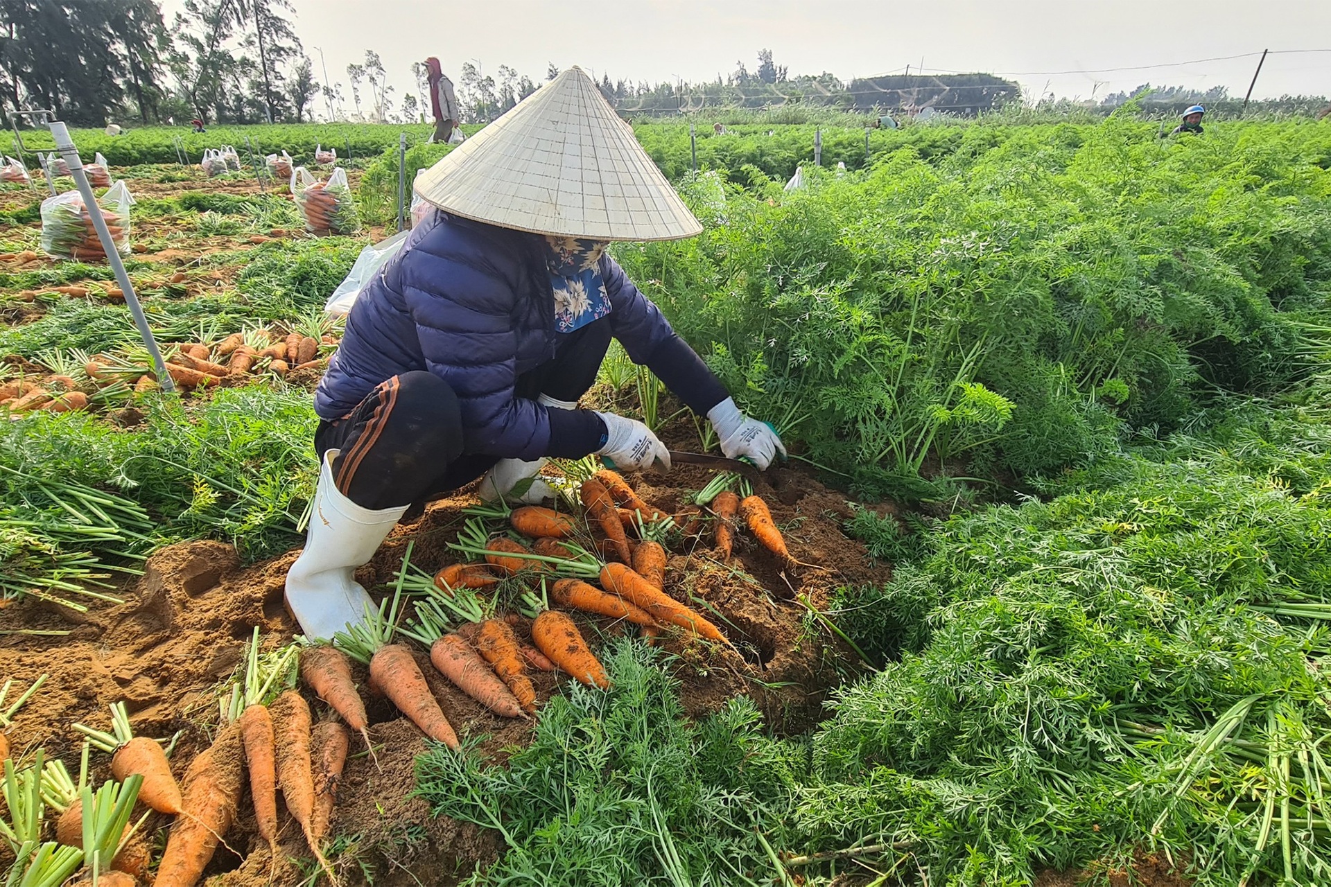 Nông dân lãi đậm nhờ liều trồng cà rốt vượt bão - 7