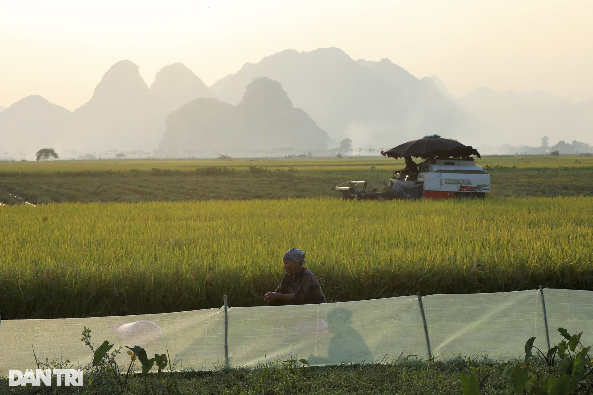 Bức tranh quê tuyệt đẹp vào mùa gặt ở ngoại thành Hà Nội - 3 Bức tranh quê tuyệt đẹp vào mùa gặt ở ngoại thành Hà Nội - 3