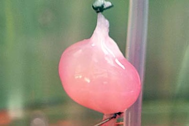 Mỹ: cấy ghép thành công thận nhân tạo trên chuột