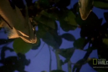 Tuyệt chiêu “súng nước săn mồi” của cá cung thủ