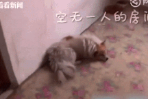 Cảm động chú chó trung thành 3 năm đợi chủ quay về