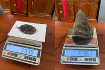 Bắt thanh niên mua mật gấu, sừng tê giác từ Lào về Việt Nam