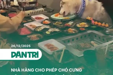 Nhà hàng cho phép chó cưng của khách dùng bữa ở bàn ăn gây tranh cãi