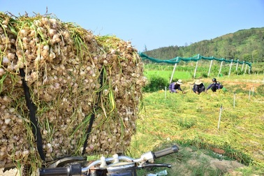 Quảng Ngãi: Tết buồn của người trồng tỏi