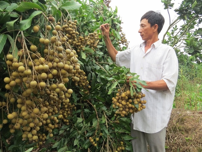 Lên phương án đưa nông sản phía Nam ra Bắc - Ảnh 1.