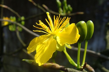 Ngỡ ngàng ngắm mai nở muộn