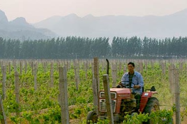 Trung Quốc vượt Pháp về số lượng vườn nho