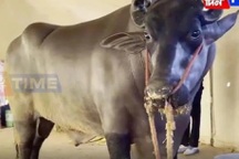 Con trâu giống quý được trả giá 69 tỷ đồng, chủ trâu chần chừ không bán