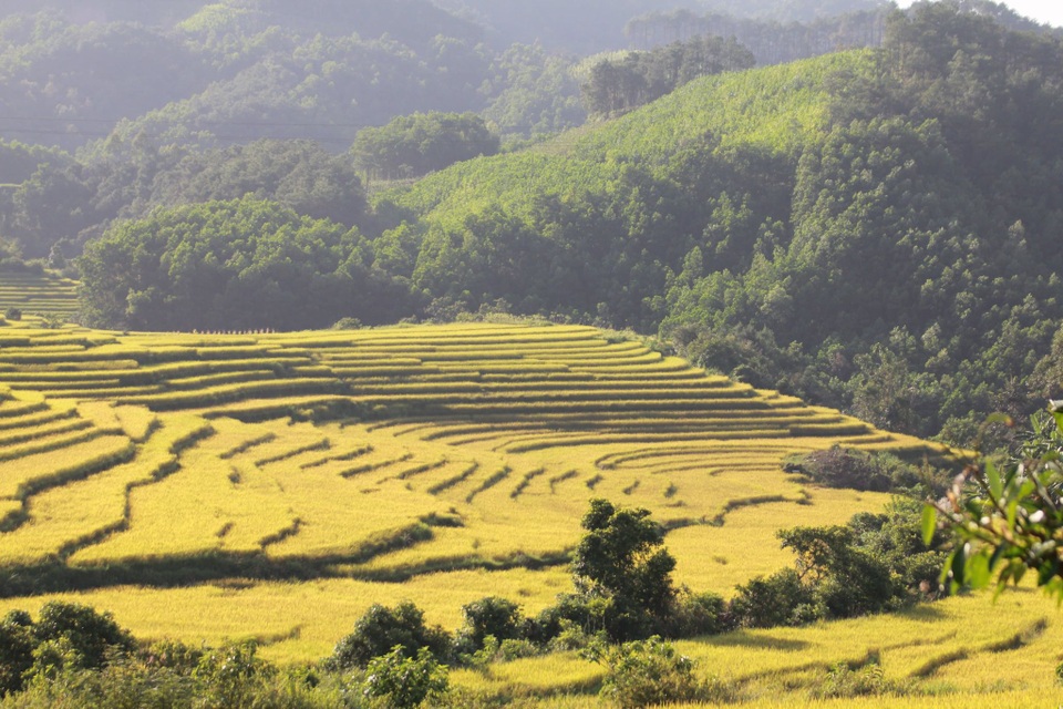 Về vùng cao Tiên Yên ở Quảng Ninh ngắm mùa vàng rực rỡ - 9 Về vùng cao Tiên Yên ở Quảng Ninh ngắm mùa vàng rực rỡ - 9