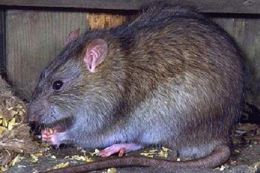 Phát hiện ca bệnh suy thận vì bị... chuột cắn