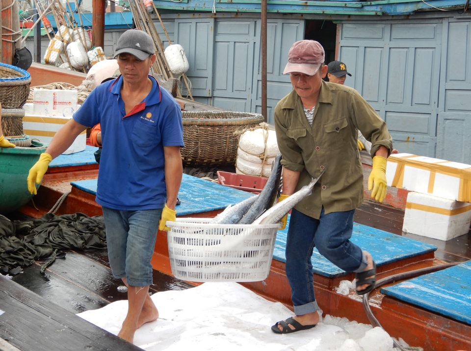 Đà Nẵng: Ngư dân được mùa cá thu sau bão - 4 Đà Nẵng: Ngư dân được mùa cá thu sau bão - 4