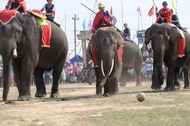 Nô nức đi xem voi... đá bóng