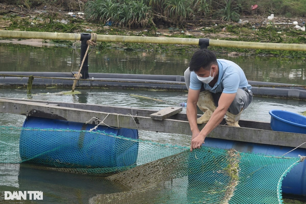Rời Nhật Bản về quê, chàng trai tạo sự khác biệt trong nghề nuôi cá lồng - 1