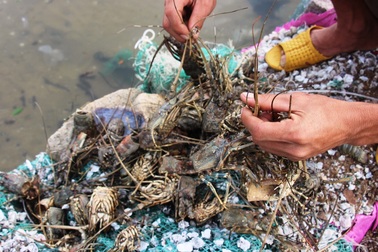 Dân ngất xỉu vì tôm hùm chết la liệt