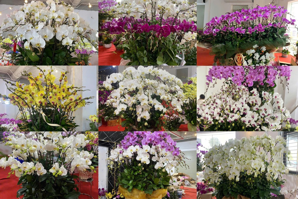 Hoa lan Tết xuống phố sớm, khách chủ yếu đi khảo giá, chưa chốt hàng hot - 2 Hoa lan Tết xuống phố sớm, khách chủ yếu đi khảo giá, chưa chốt hàng hot - 2
