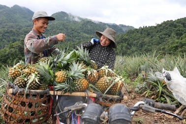 Thoát nghèo từ cây dứa