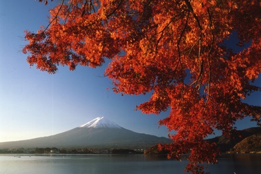 Mê đắm thu lá đỏ Nhật Bản