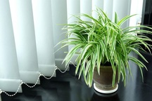 5 loại cây trồng trong nhà giúp thanh lọc không khí, ai cũng cần biết