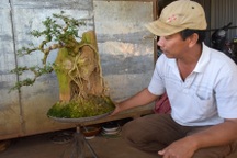 Gia Lai: Những nghệ nhân phố núi “thổi hồn” vào cây bonsai