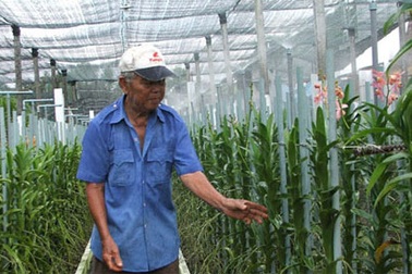 Thành công với loài lan Mokara