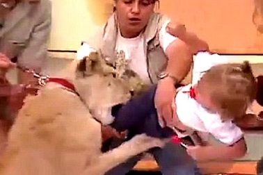 Khoảnh khắc kinh hoàng em bé bị sư tử tấn công trên truyền hình