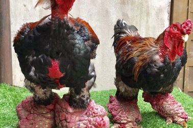 "Trố mắt" xem gà Đông Tảo chân to kỷ lục giá 50 triệu đồng chưa bán