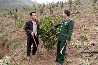 Cam đặc sản Nghệ An “bén duyên” đất Lào