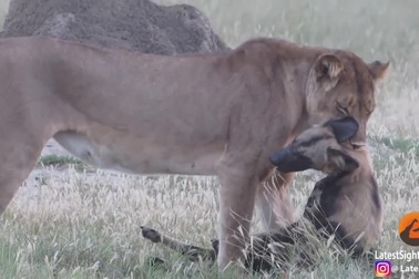 Chó hoang châu Phi giả chết để thoát khỏi hàm sư tử