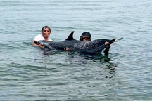 Cá heo đốm nhiệt đới nặng 200kg chết sau một ngày được giải cứu