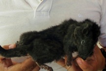 Quảng Bình: Phát hiện loài thú tuyệt chủng cách đây 11 triệu năm