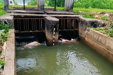 Lợn chết do dịch tả bị vứt xuống kênh dẫn nước ở Quảng Ngãi