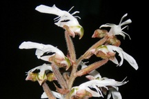 Phát hiện loài lan gấm quý hiếm ở Thanh Hóa