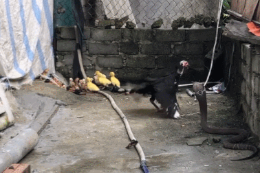 Khoảnh khắc gà mẹ chiến đấu với rắn hổ mang để bảo vệ con