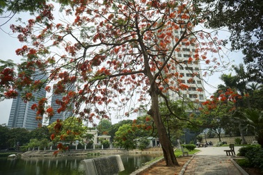 Hà Nội đỏ rực mùa hoa phượng