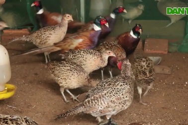 Chàng trai 9X nuôi mô hình chim trĩ trên Cao nguyên