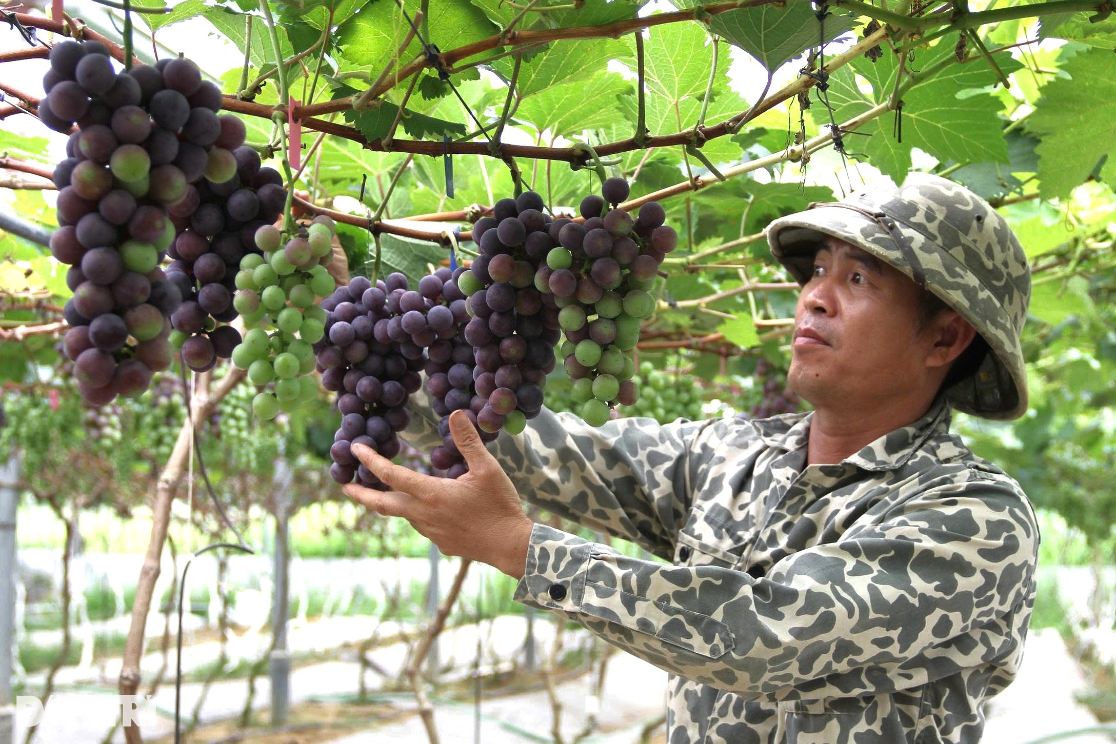 Chàng trai xứ Nghệ làm điều không tưởng trên vùng đất cằn cỗi
