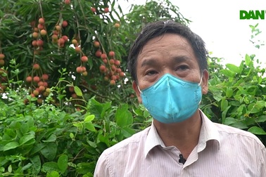 Vải Thanh Hà được mùa, người dân lo mất giá vì ảnh hưởng dịch Covid-19