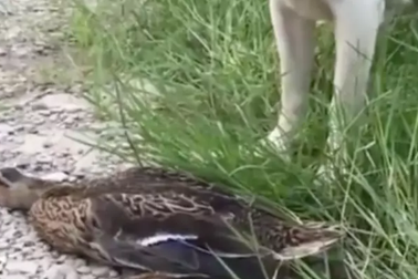 Bị chó tấn công, vịt tinh ranh nằm im giả chết